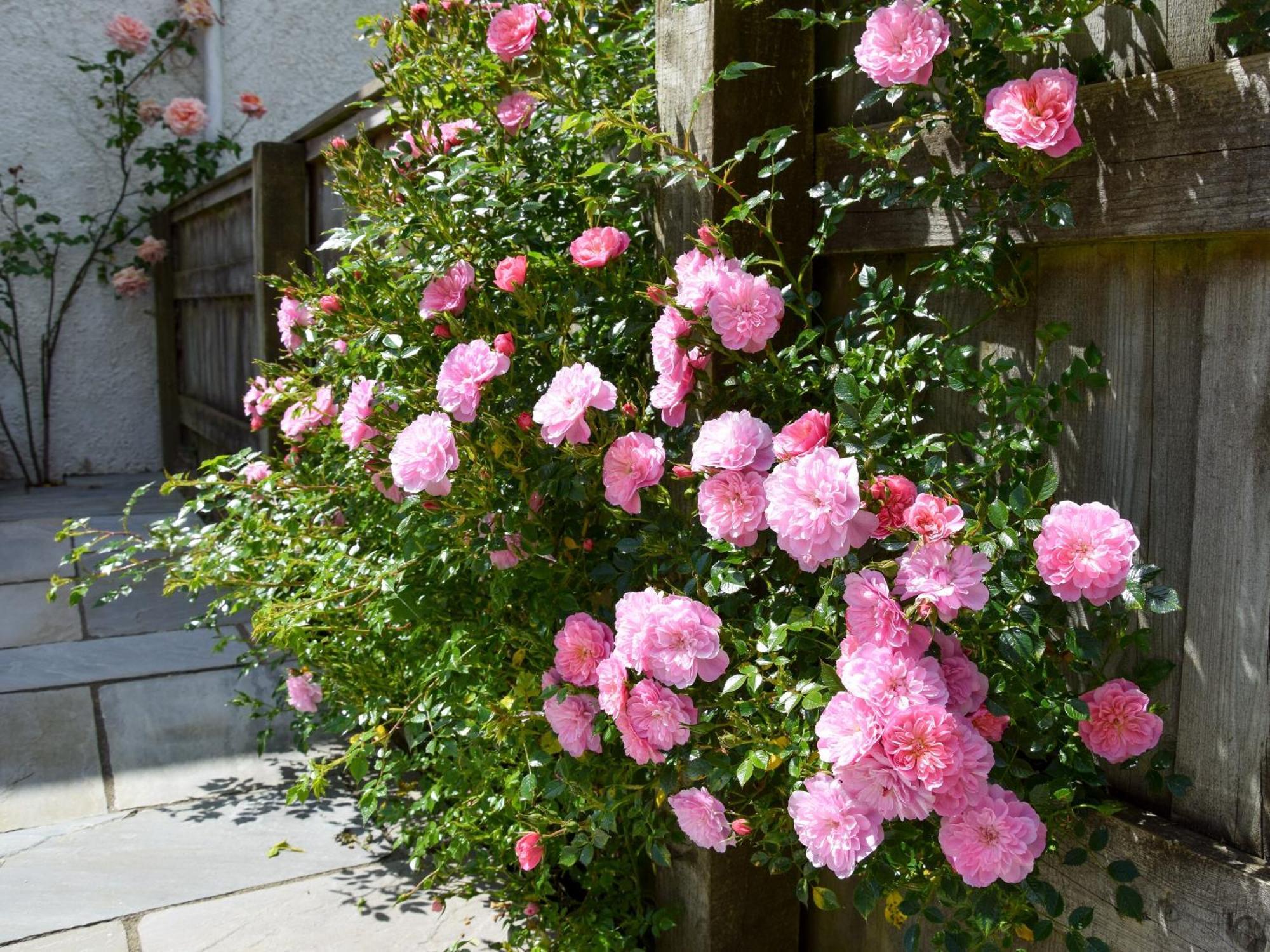 Sweet Briar - 8234 Villa Bridport Exterior foto